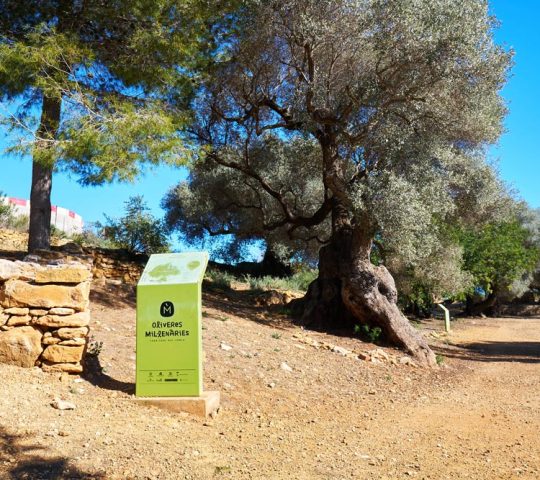 Àrea d’Oliveres Mil·lenàries Àrea d’Oliveres Mil·lenàries